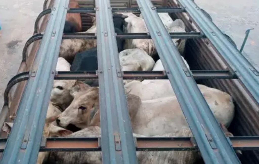 Projeto de Lei propõe aumento da alíquota de exportação de animais vivos para combater o sofrimento durante o transporte