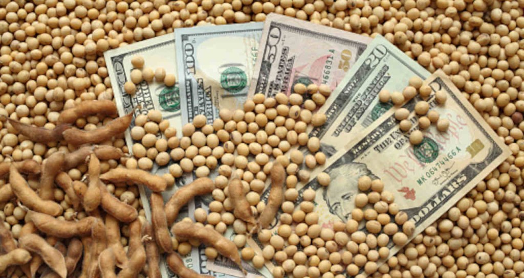 Preços da soja sobem no mercado doméstico diante de desafios na produção brasileira