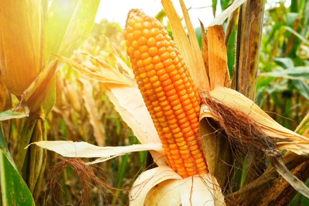 Mato Grosso deve produzir 51 milhões de toneladas de milho nesta safra