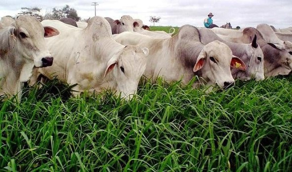 Embrapa faz pesquisa pioneira para revitalizar pastagens e impulsionar agropecuária sustentável