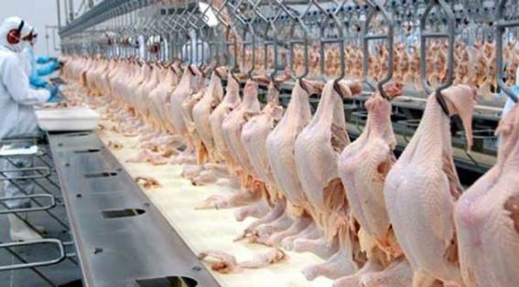 Exportações de frango passaram de 400 mil toneladas em outubro