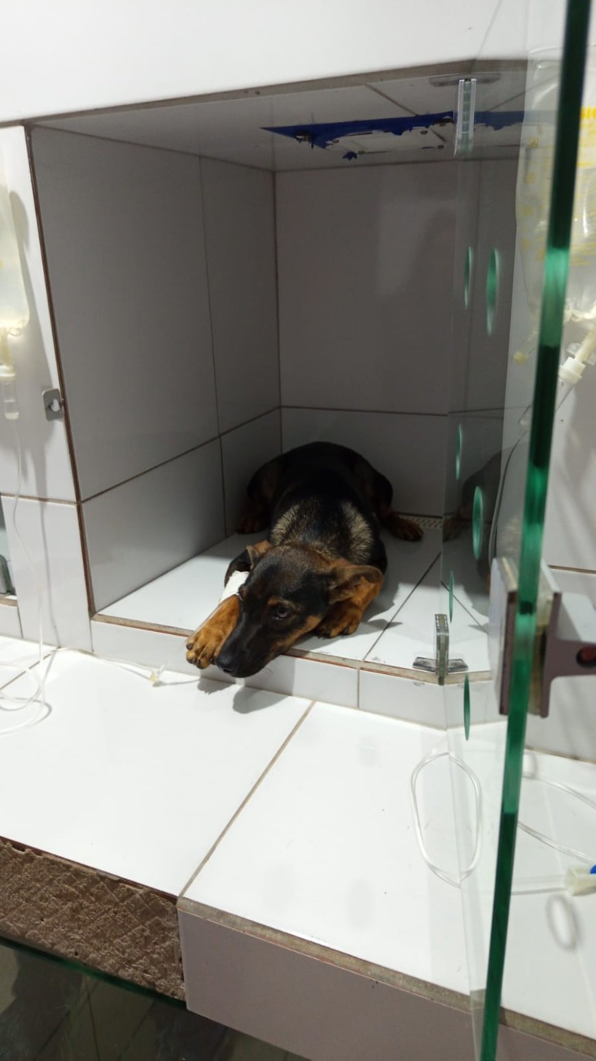 Morador da Caiana denuncia envenenamento de animais