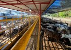 Frigorífico mineiro reabilitado para a China