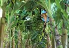 Produção de frutas avança na Zona da Mata