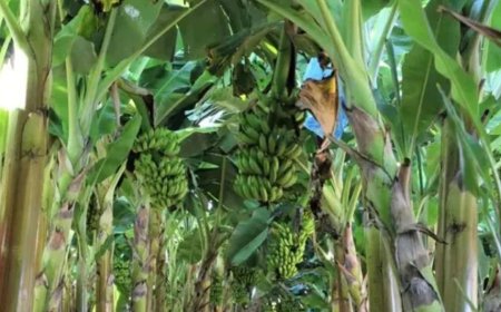 Produção de frutas avança na Zona da Mata