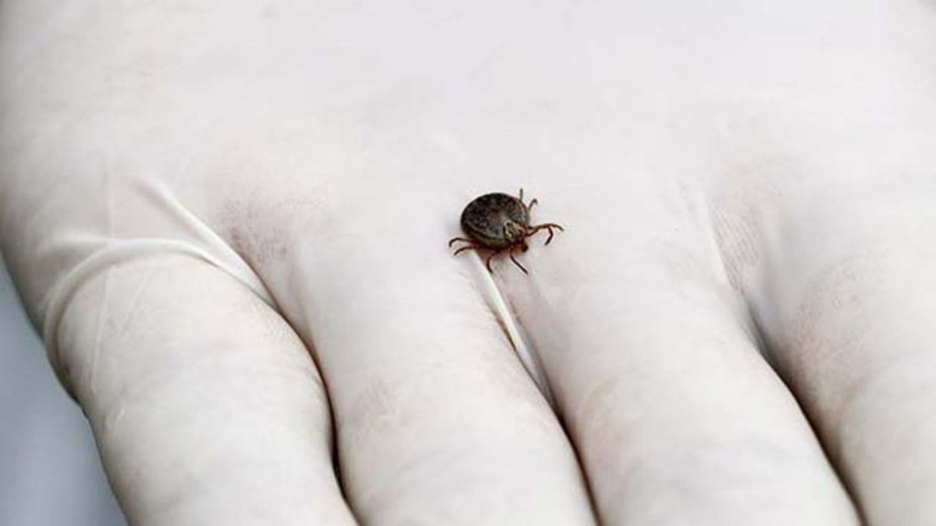 Febre maculosa: saiba como remover o carrapato com segurança