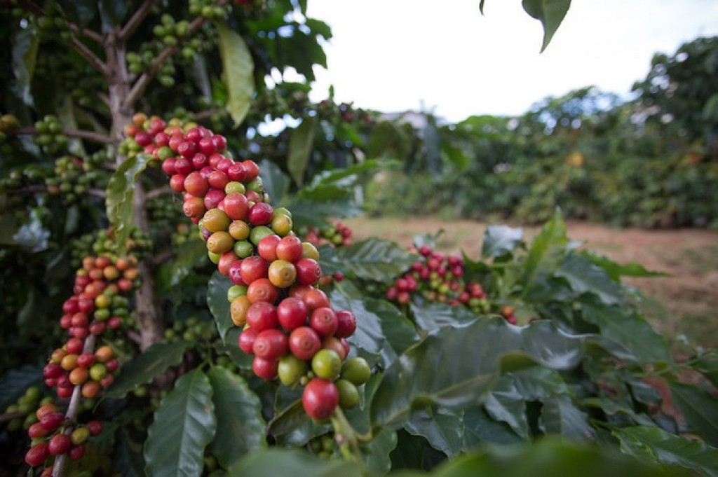 Café brasileiro é eleito o melhor do mundo