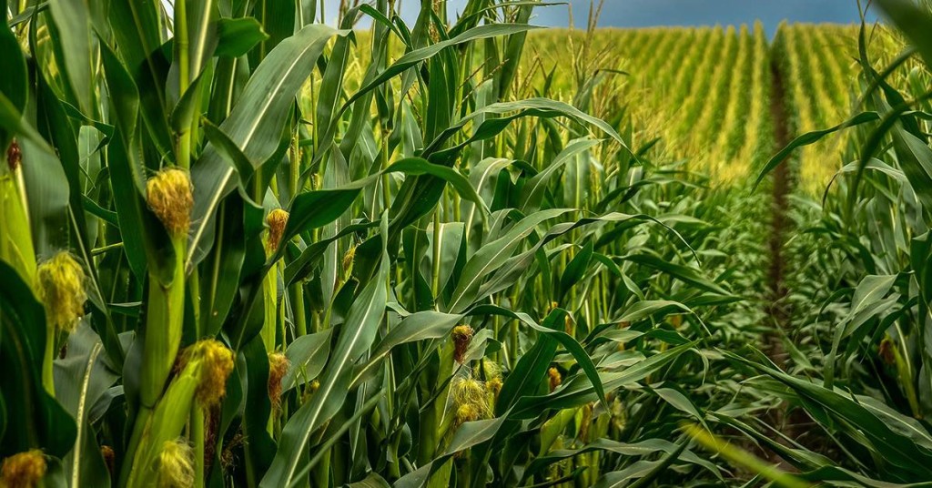 Centro-Oeste brasileiro produz mais milho do que toda a União Europeia