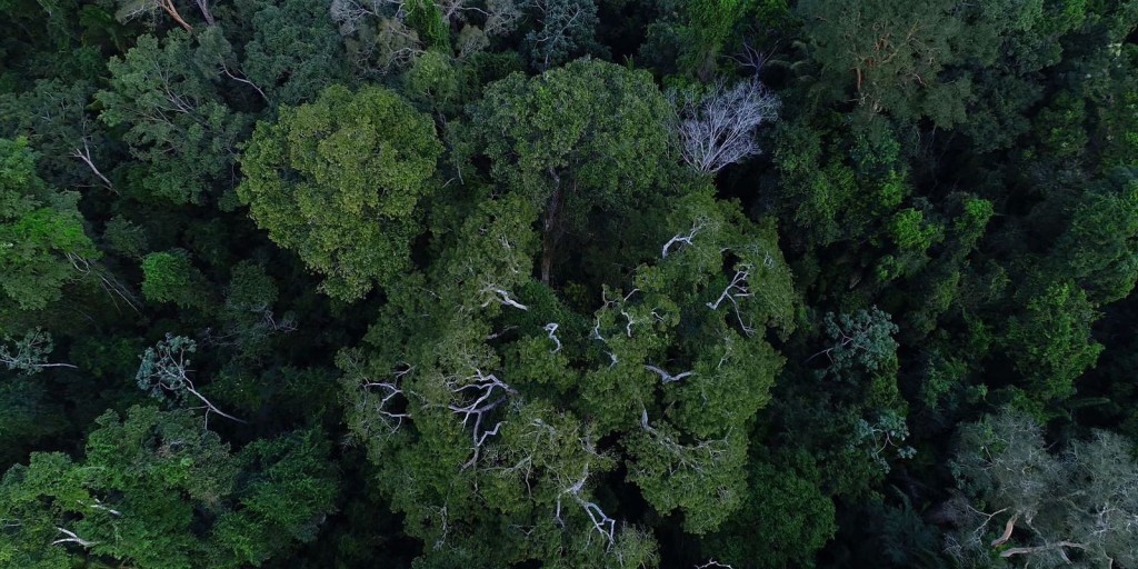 Países da Bacia Amazônica discutem ações para região com o BID