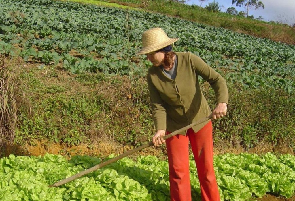 Mudanças no Proagro excluem pequenos e médios produtores e geram incerteza no campo