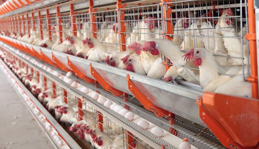 Avicultores de Goiás devem entregar a declaração de bioseguridade até o fim de janeiro