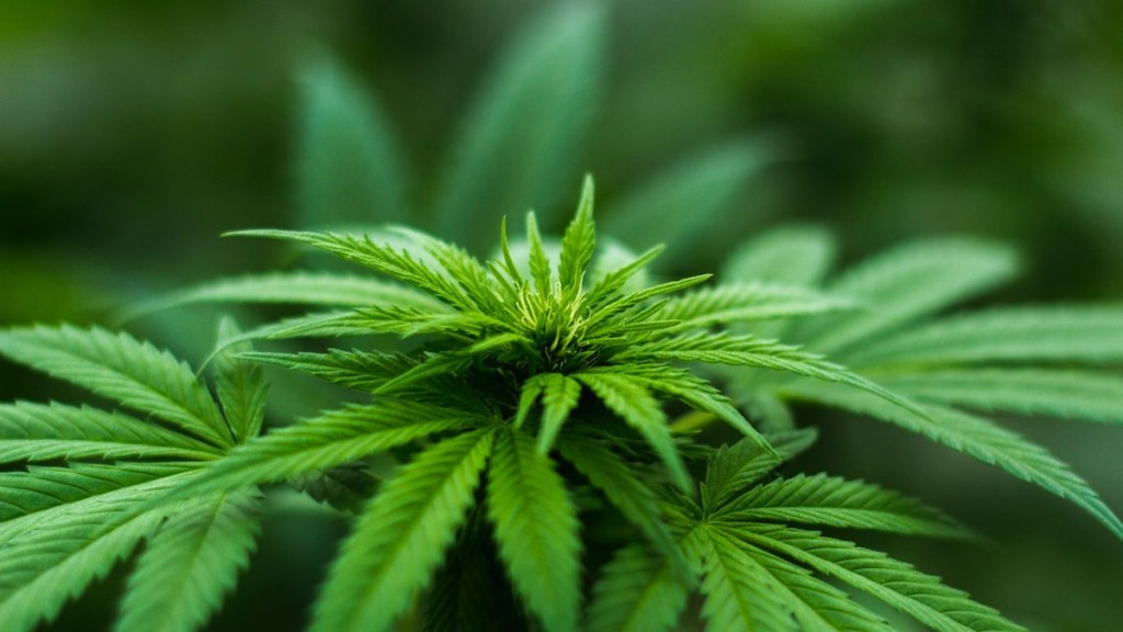 Anvisa proíbe importação da cannabis in natura até para uso medicinal