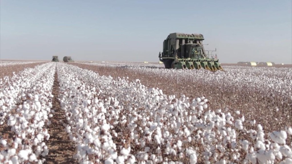 Área de algodão em Mato Grosso deve crescer acima da média nacional