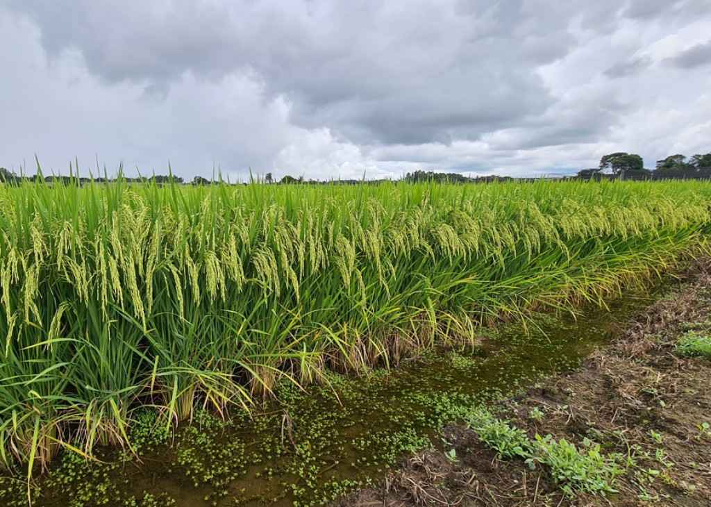 Cepea prevê preços estáveis para o arroz em 2024