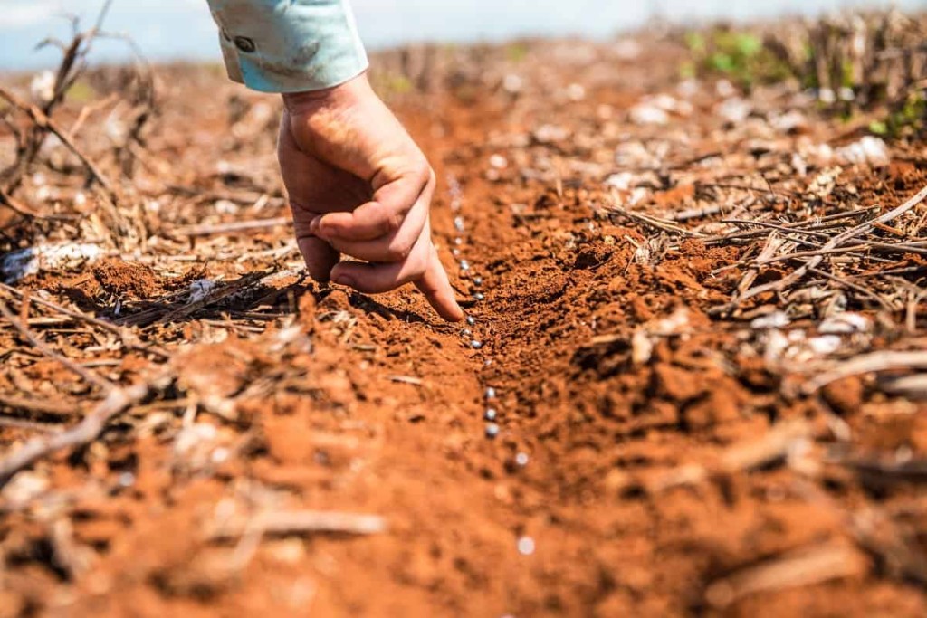 Relatório Indica desafios climáticos para o plantio de soja e milho