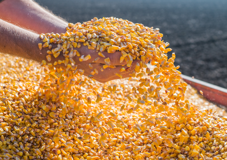 AGRO - MAPA habilita mais 90 empresas para exportar milho para a China