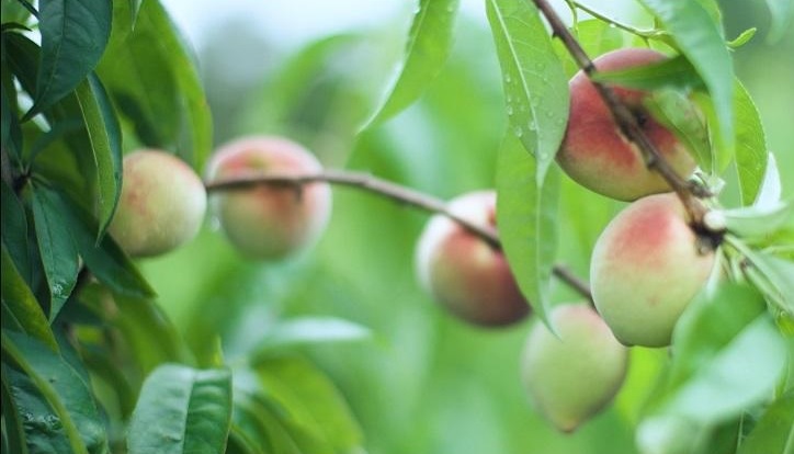 EMATER instala Unidade de Referência de frutas de clima temperado em Alfenas