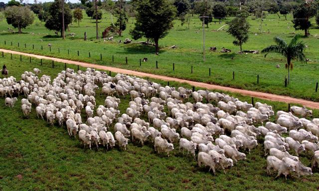 Agronegócio já representa 22,6% do Produto Interno Bruto de Minas