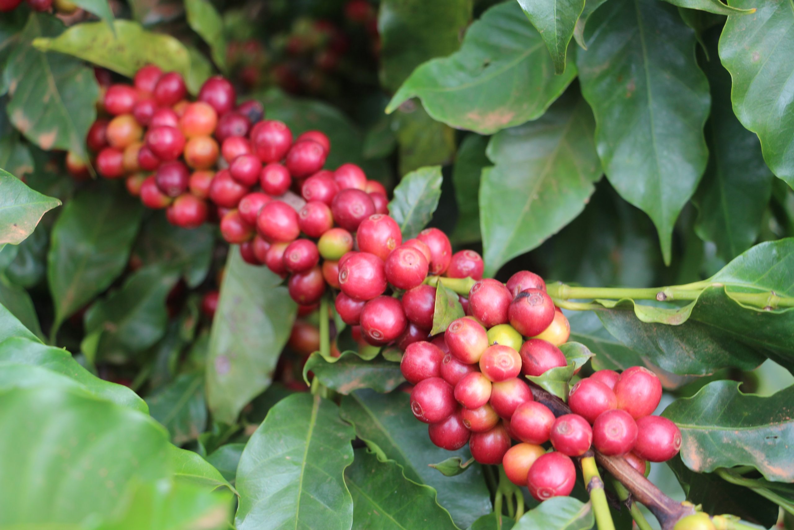 AGRO - EPAMIG participa de dia de campo sobre soluções para a cultura do café