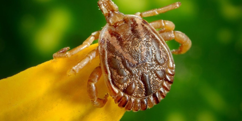 Saiba mais sobre a febre maculosa, que matou 4 pessoas em SP este mês