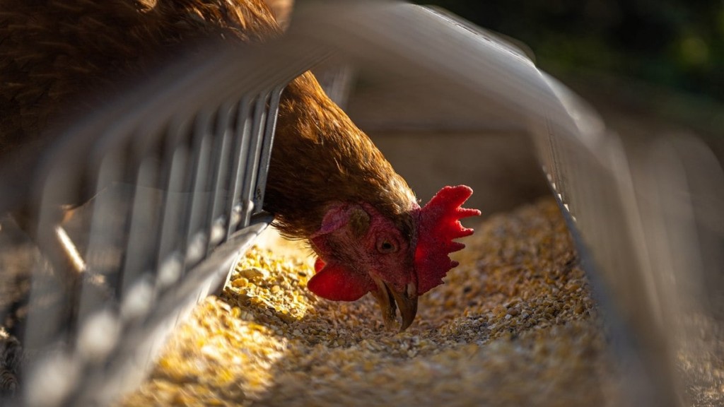 Gripe Aviária: casos em aves silvestres sobe para 63