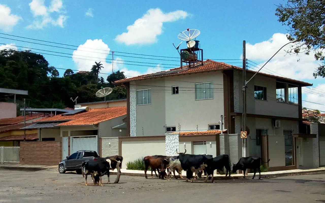 IMAGEM DA SEMANA: bois e vacas circulam pela Av. Gustavo Carneiro Dias