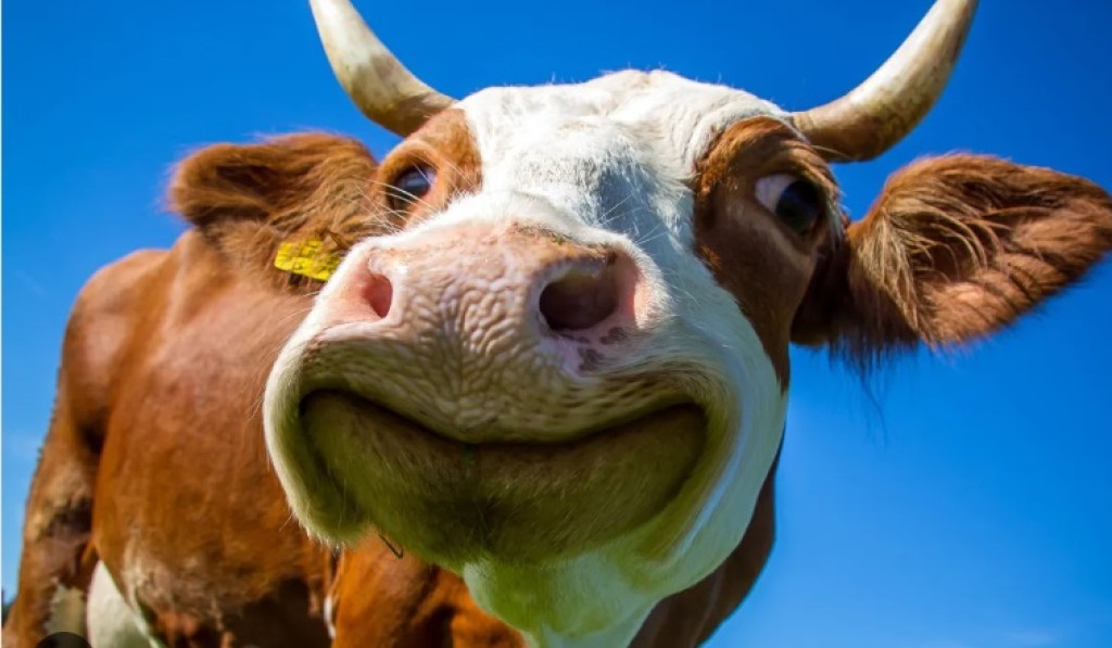 Nova onda de calor preocupa produtores e Embrapa recomenda o sistema Lavoura-Pecuária-Floresta