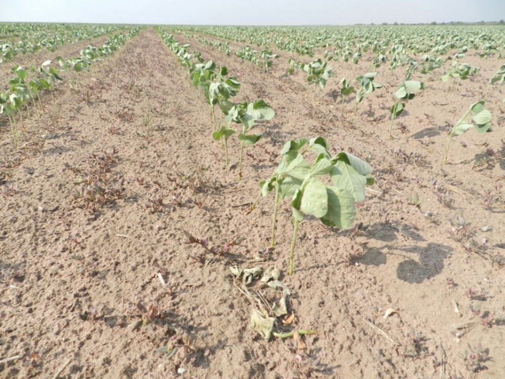 Ministro diz que é grave a situação da produção de soja em Mato Grosso; vídeo