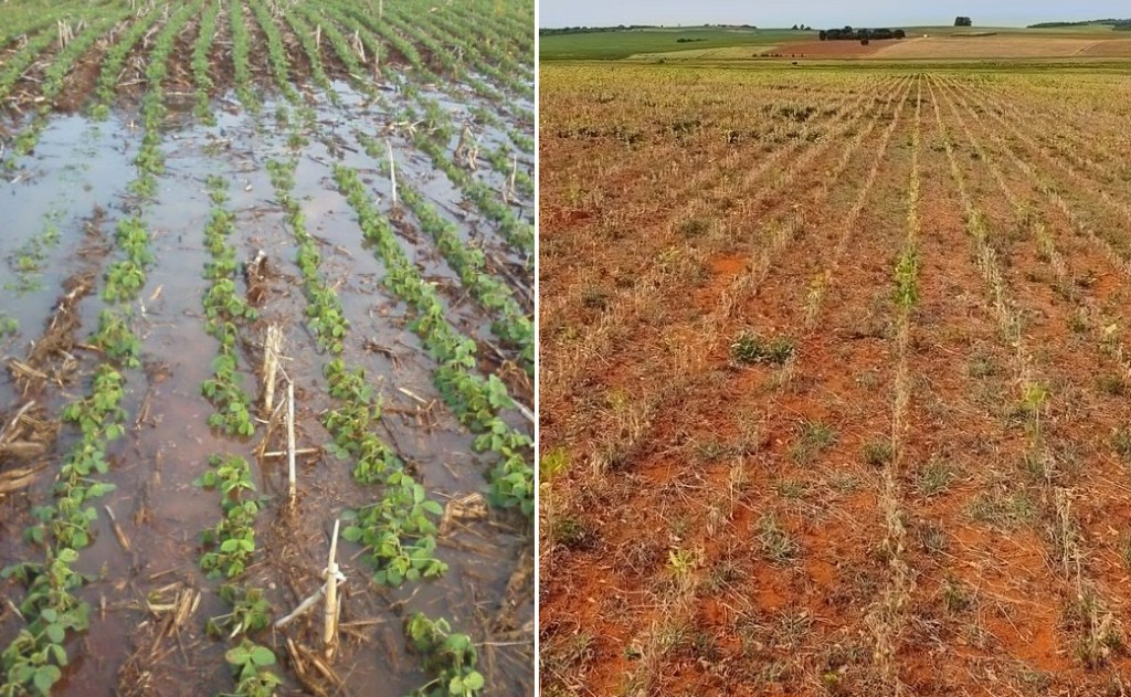 Apesar dos desafios climáticos, analistas preveem um 2024 estável para o agronegócio