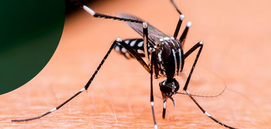 MACHADO TEM DOIS CASOS DE DENGUE CONFIRMADOS