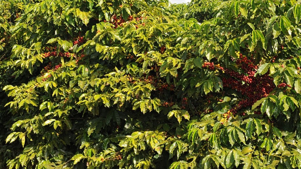 Café de Minas Gerais conquista o "Best of the best” em Nova York