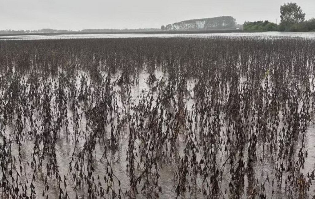 Chuvas devastadoras no Rio Grande do Sul ameaçam safra e deixam agricultores em alerta