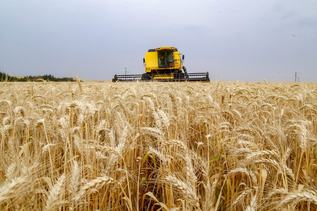 Clima adverso ameaça safras de milho e trigo no Paraná