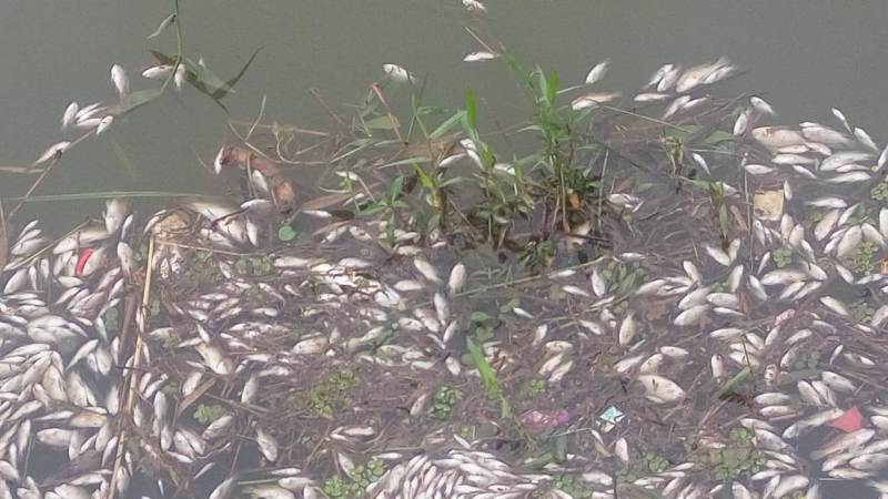 AINDA SEM CONCLUSÃO CASO DE MORTANDADE DE PEIXES NO LAGO