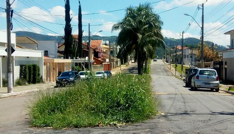 MATO ALTO INCOMODA MORADORES DE RUAS E AVENIDAS DA CIDADE