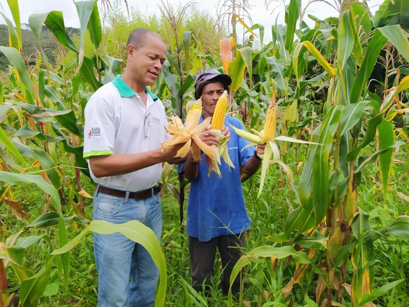 AGRO - Produtores mineiros apostam no cultivo do milho de segunda safra