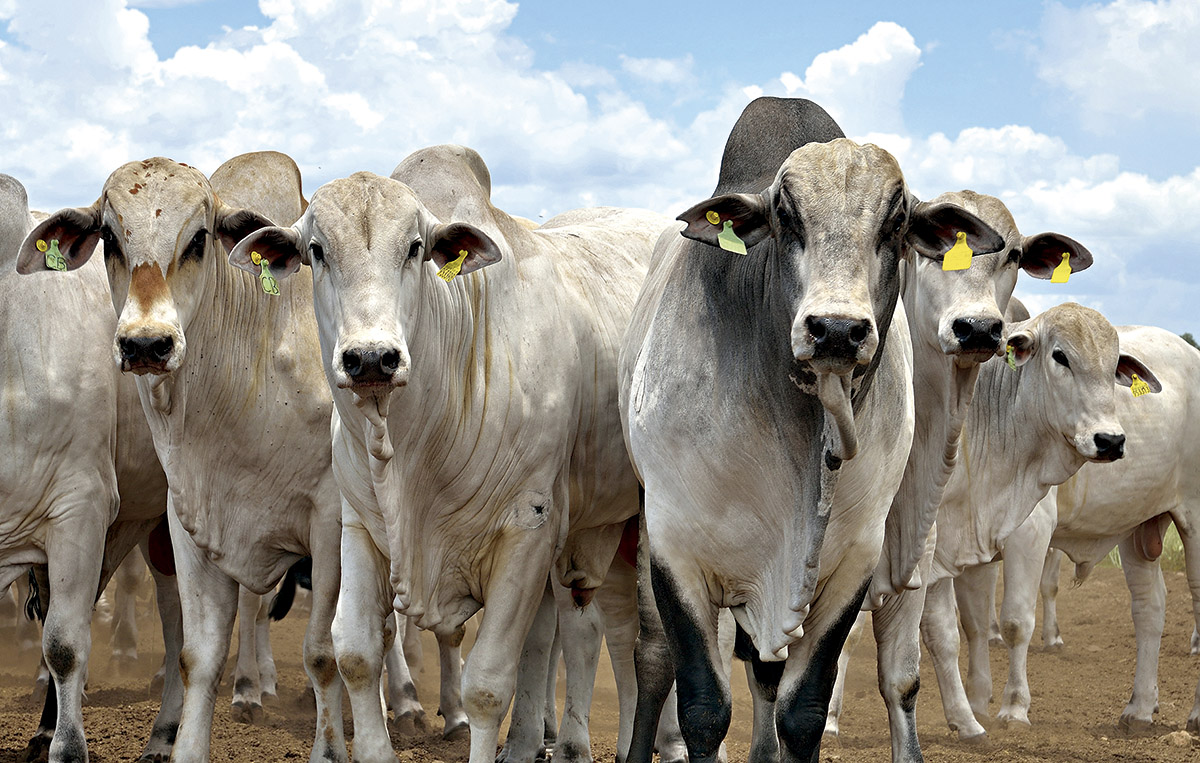 'VACA LOUCA': Mapa adota providências sobre caso de EEB no Brasil